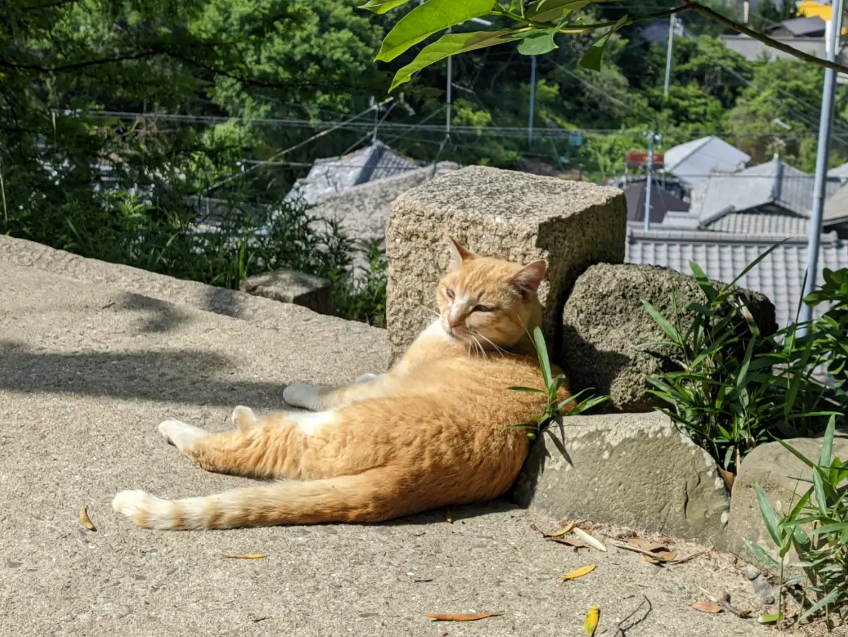 这只猫晒太阳晒的很慵懒