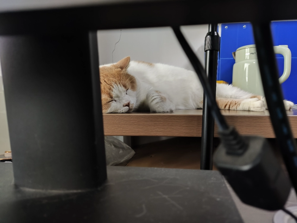办公室的猫猫